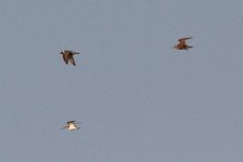 Pacific Golden Plover and Terek Sandpiper.jpg