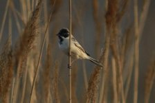 Pallas's Reed Bunting.jpg