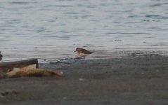 Temminck's Stint.jpg