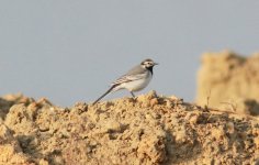 White Wagtail.jpg