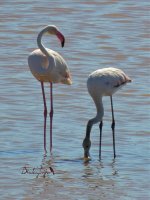 2015.06.16 Flamingos.jpg