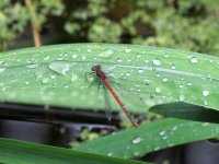 large red damselfly.jpg