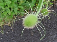 teasel.jpg