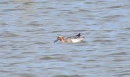 garganey flashes may 2015IMG_5325.jpg