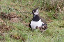 Lapwing and chicks.jpg