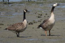 hybrid goose.jpg