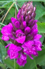 northern_marsh_orchid3.jpg