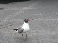 Lauging Gull.jpg