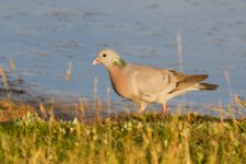 Stock Dove.jpg