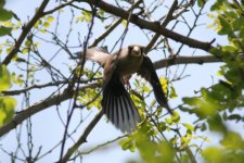 Chinese Grosbeak female.jpg