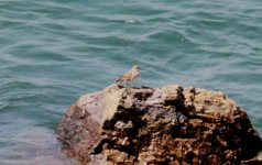 Long-toed Stint.jpg