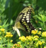 bird forum Giant swallowtail yellow underside.jpg