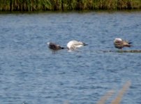 Caspian Gull 2.jpg