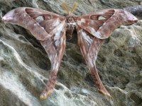 hercules moth etty bay 21 9 14 (4).JPG