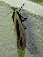 Creatonotos gangis 29 7 15 (3).JPG