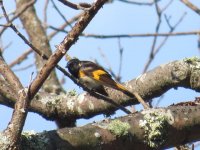 American Redstart.jpg