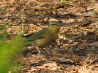 Worm-eating Warbler.jpg