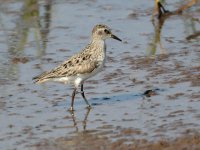 615_12702_BZ2A1901 Sandpiper.jpg