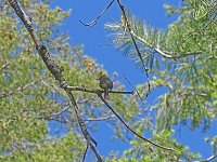 Tufted Flycatcher-a.jpg