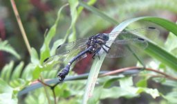 IMG_3035 Gunagdong Hooktail @ Sunset Peak.JPG