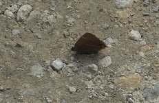 White-letter Hairstreak 1a 2015-07-31.jpg