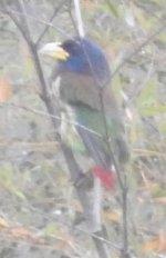 GreatBarbet2.jpg