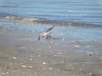 sanderling (1024x768).jpg