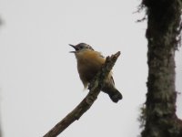 beautifulnuthatchbf.jpg