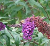 Bee Hawkmoth cropped.jpg