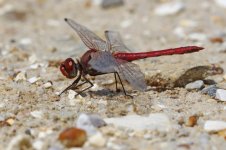 20150703 (15)_Red-veined_Darter (800x533).jpg