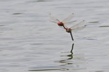 20150703 (9)_Red-veined_Darter (800x533).jpg