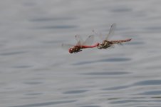 20150703 (10)_Red-veined_Darter (800x533).jpg