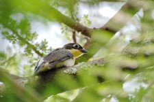 honeyguide, greater juv 1 - langano.jpg