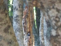 White-backed Woodpecker Foret d'Iraty 29 June 2015.jpg