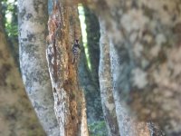 White-backed Woodpecker Foret d'Iraty 29 June 15.jpg