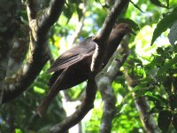 Philippine Cuckoo-dove (03) - Copy.jpg