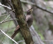 Thrush_0419.jpg