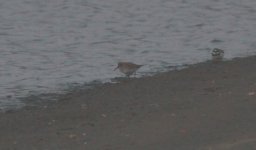 Broad-billed Sandpiper.jpg