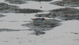 Long-toed Stint.jpg