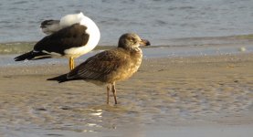 IMG_1980 Juv. Dolphin Gull @ Melbourne.JPG