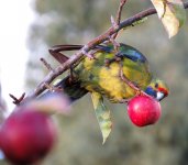 IMG_2033 Green Rosella @ Cygnet.JPG