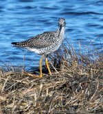 Lesser Yellowlegs_Plum Is. MA_02.jpg