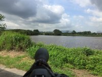 digiscoping egrets nests MP IMG_4979.jpg