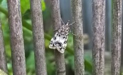 unknown_garden_moth.jpg