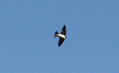 Asian house Martin.jpg