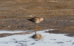 Sharp-tailed Sandpiper.jpg