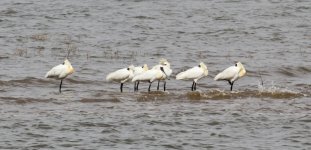 Black-faced Spoonbill.jpg