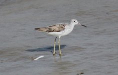 Common Greenshank.jpg