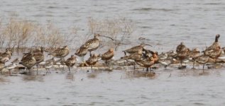 Curlew and Whimbrel.jpg