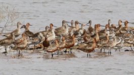 Flagged Bar-tailed Godwit.jpg